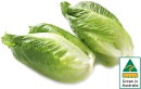 Australian-Baby-Cos-Lettuce-Twin-Pack Sale