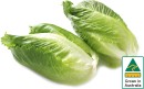 Australian-Baby-Cos-Lettuce-Twin-Pack Sale
