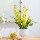 Potted-Spring-Spider-Orchid-by-MUSE Sale