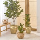 Rubber-Fig-Tree-by-MUSE Sale
