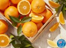 Australian-Navel-Oranges Sale