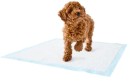 Puppy-Training-Pad-20-Pack Sale