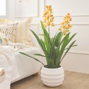 Spring-Vanda-Potted-Plant-by-MUSE Sale