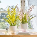 Potted-Spring-Spider-Orchid-by-MUSE Sale
