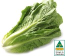 Australian-Cos-Lettuce-Twin-Pack Sale