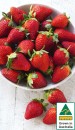Australian-Strawberries-250g-Punnet Sale