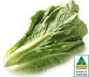 Australian-Cos-Lettuce-Twin-Pack Sale