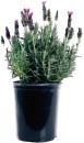 Lavender-14cm Sale