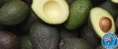 Australian-Hass-Avocados Sale