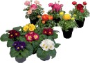 Assorted-Potted-Colour-105cm Sale