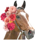 NEW-Spring-Racing-Horse-Floral-Cut-Out-47cm-Ea Sale