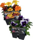 Mega-4-Pots Sale