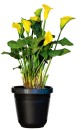 Calla-Lily-14cm Sale