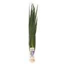 Australian-Macro-Organic-Spring-Onion-Bunch Sale