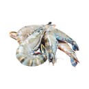 Thawed-Extra-Large-Australian-Green-Tiger-Prawns Sale