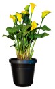 Calla-Lily-14cm Sale
