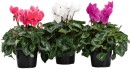 Potted-Colour-14cm-Including-Cyclamen Sale