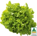 Australian-Green-Oak-Lettuce Sale
