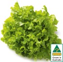 Australian-Green-Oak-Lettuce Sale