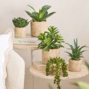 Bartel-Potted-Artificial-Succulent-by-MUSE Sale