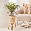 Rostrata-Yucca-by-MUSE Sale
