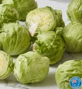 Australian-Iceberg-Lettuce Sale