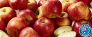 Australian-Envy-Apples Sale