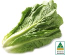 Australian-Cos-Lettuce-Twin-Pack Sale