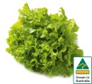 Australian-Green-Oak-Lettuce Sale