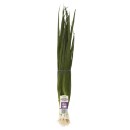 Australian-Macro-Organic-Spring-Onion-Bunch Sale