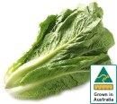 Australian-Cos-Lettuce-Twin-Pack Sale