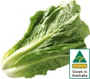 Australian-Cos-Lettuce-Twin-Pack Sale