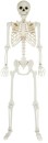 Posable-Skeleton Sale