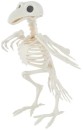 Bird-Skeleton Sale