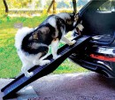 Pet-Ramp-Heavy-Duty Sale