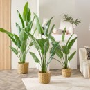 Tropical-Bird-of-Paradise-Plant-by-MUSE Sale