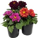 Dahlia-140mm-Pot Sale