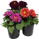 Dahlia-140mm-Pot Sale