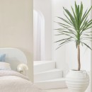 Mountain-Yucca-Plant-by-MUSE Sale