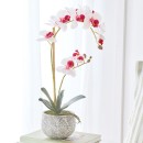 Phalaenopsis-Mauve-White-Orchid-in-Pot-by-MUSE Sale