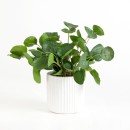Artificial-Elly-Potted-Baily-Succulent-by-MUSE Sale