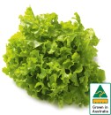 Australian-Green-Oak-Lettuce Sale