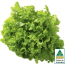 Australian-Green-Oak-Lettuce Sale