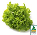 Australian-Green-Oak-Lettuce Sale