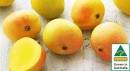 Australian-Kensington-Pride-Mangoes Sale