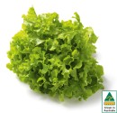 Australian-Green-Oak-Lettuce Sale