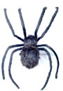 Spider-Giant-LED-Eyes-2m-Ea Sale