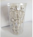 Skeleton-15cm-Pk-5 Sale