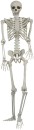 Skeleton-15m-Standing-EA Sale