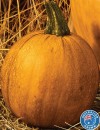Australian-Mini-Jack-Pumpkin Sale